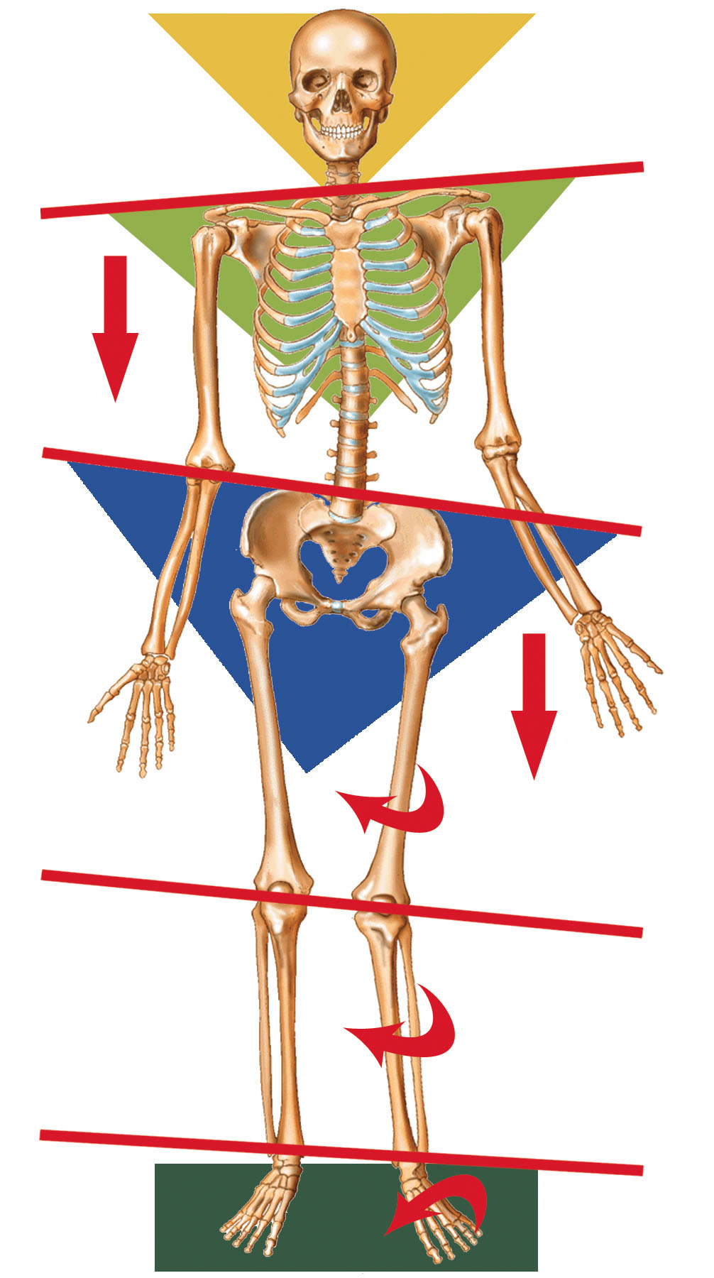 orthotic_skeleto