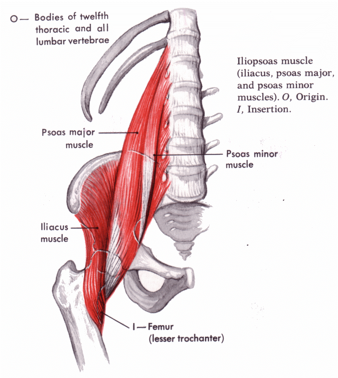 Psoas Location