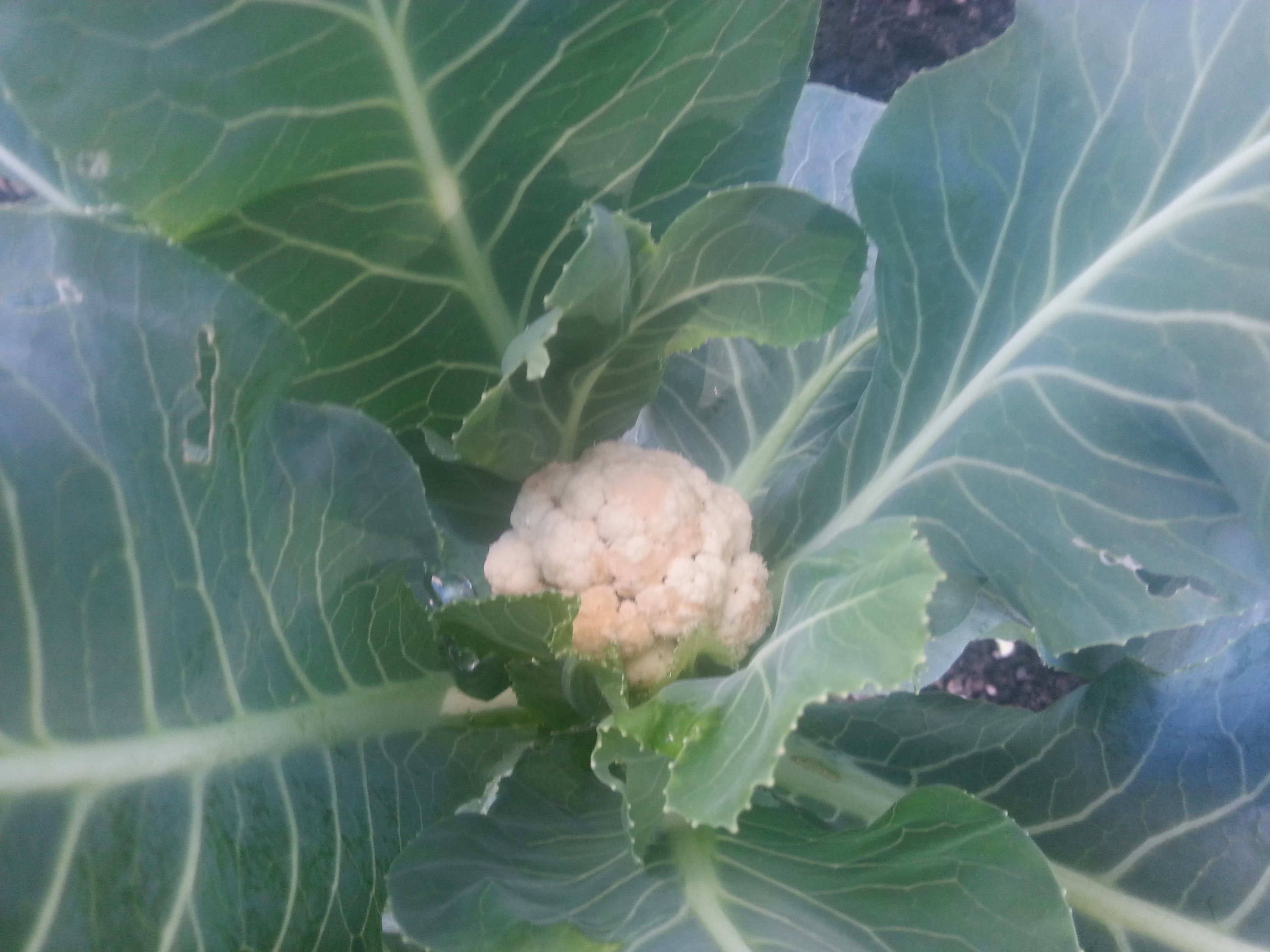 Cauliflower