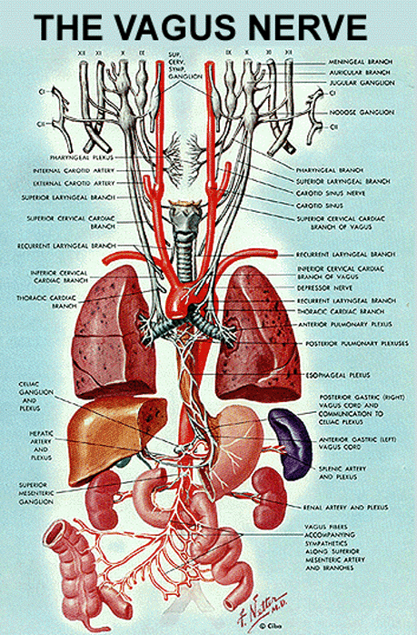 vagus nerve