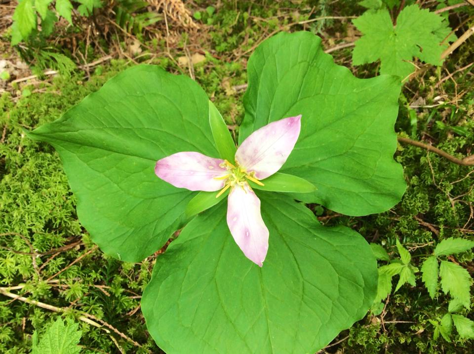 chanda trillium