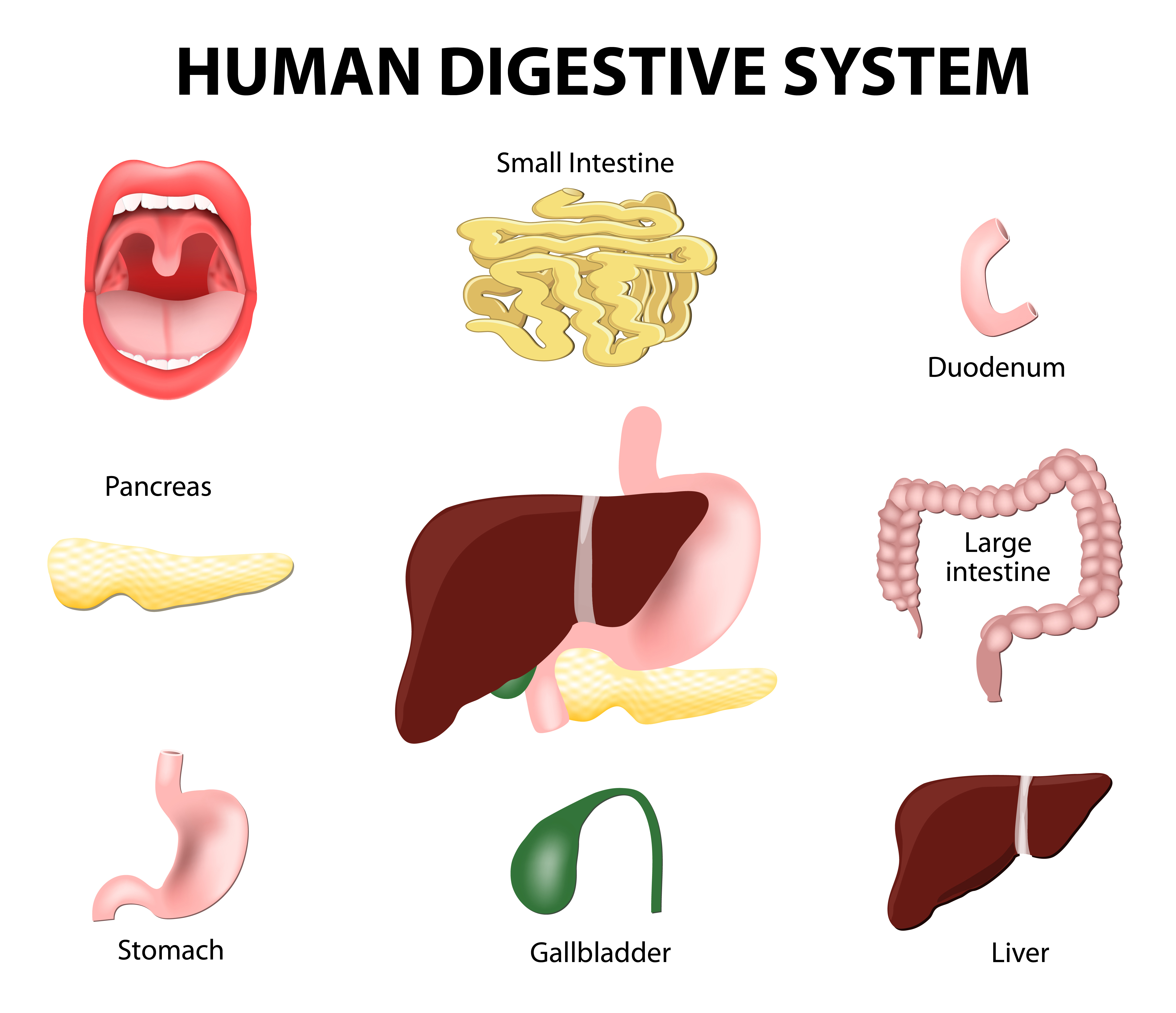 digestive system