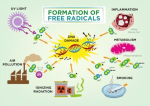 Formation of free radicals. Pollution, UV light that cause DNA damage.