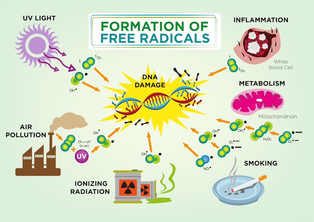 Formation of free radicals. Pollution, UV light that cause DNA damage.