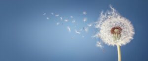 Spring Allergies and Histamine: What You Need to Know