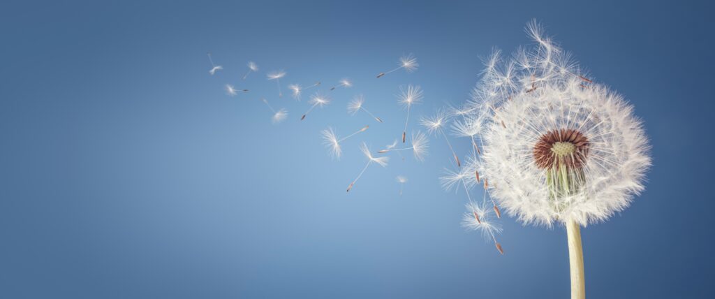 Spring Allergies and Histamine: What You Need to Know